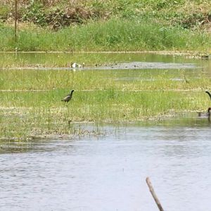 Bronze-winged Jacanas, Common Moorhen, and Little Grebe - Muang Boran Fishponds