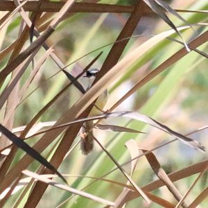 Yellow-bellied Prinia - Muang Boran Fishponds