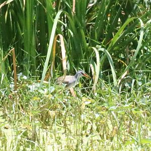 White-browed Crake - Muang Boran Fishponds
