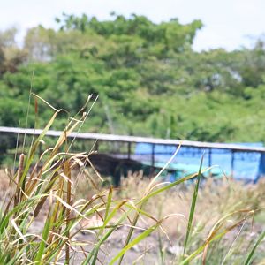 Plain Prinia - Muang Boran Fishponds