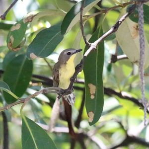 Golden-bellied Gerygone - Bang Poo