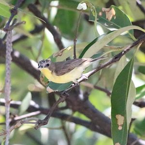 Golden-bellied Gerygone - Bang Poo