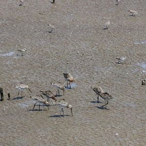 Black-tailed Godwits and Sandplovers - Bang Poo