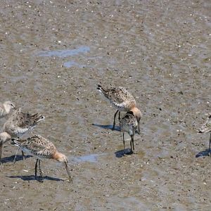 Black-tailed Godwits - Bang Poo