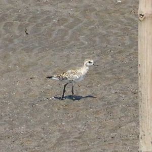 Pacific Golden Plover - Bang Poo