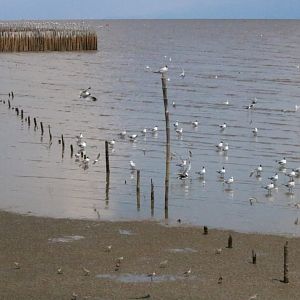 Sandplovers and Brown-headed Gulls - Bang Poo
