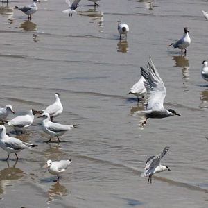 Whiskered Tern and Brown-headed Gulls - Bang Poo