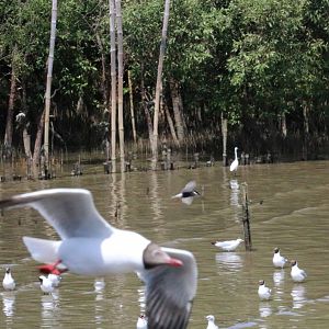 Brown-headed Gulls and Whiskered Tern - Bang Poo