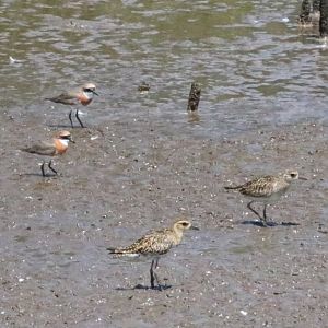 Pacific Golden Plovers and Sandplovers - Bang Poo