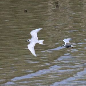 Tern ID? (left) - Bang Poo