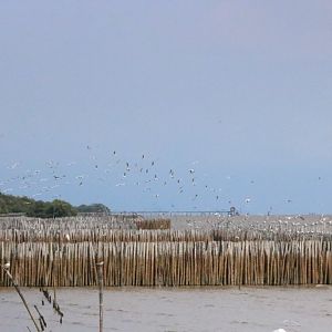 Brown-headed Gulls - Bang Poo