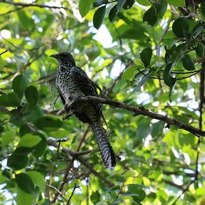 Asian Koel - Sri Nakhon Khuean Khan Park