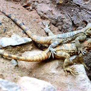 Painted "dragon"; Marwell; 22nd April 2017