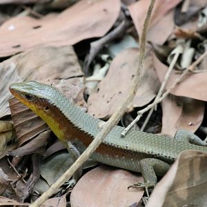 Many-lined Sun-skink - Sri Nakhon Khuean Khan Park