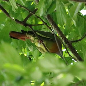 Pink-necked Green-pigeon - Sri Nakhon Khuean Khan Park