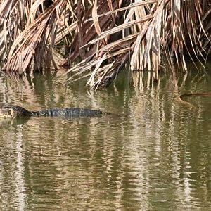 Water Monitor - Sri Nakhon Khuean Khan Park