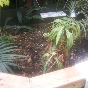 16/4/2017 Hingeback Tortoise exhibit in the Butterfly House