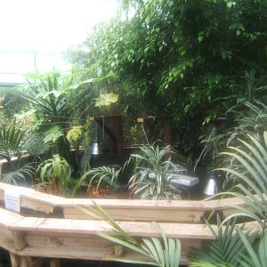 16/4/2017 Hingeback Tortoise exhibit in the Butterfly House