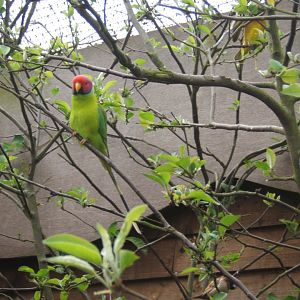 16/4/2017 Plum-headed Parrakeet