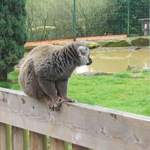 16/4/2017 White-fronted Lemur