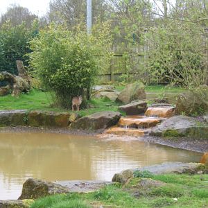 16/4/2017 Kirks Dik-dik