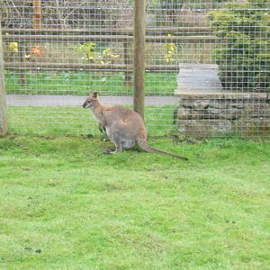 16/4/2017 Red-necked Wallaby