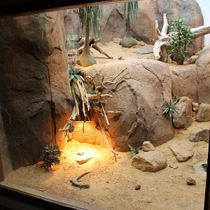 Enclosure Tawny plated lizard