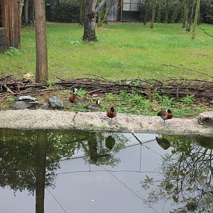 White-faced whistling ducks