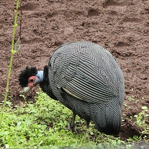 Kenya crested guinea-fowl