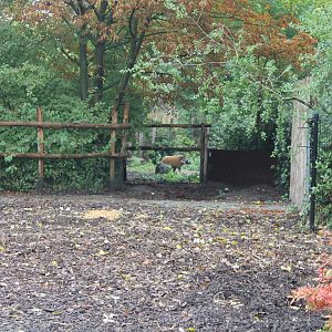 Red river hog-enclosure
