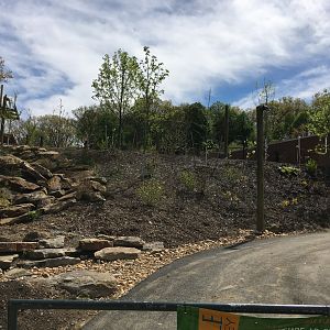 Jungle oddysey progress