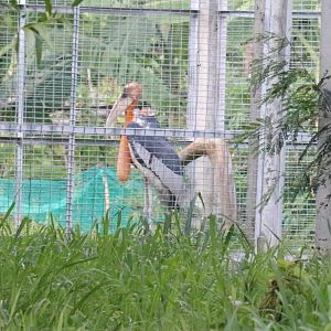 Greater Adjutant - Bang Pra Waterbird Breeding Centre