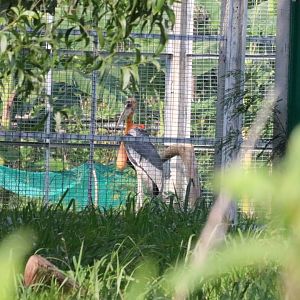 Greater Adjutant - Bang Pra Waterbird Breeding Centre