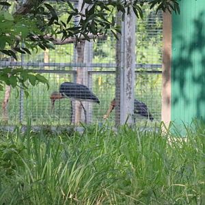 Lesser Adjutants - Bang Pra Waterbird Breeding Centre