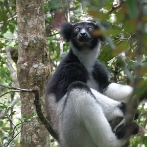 Indri at Andisibe