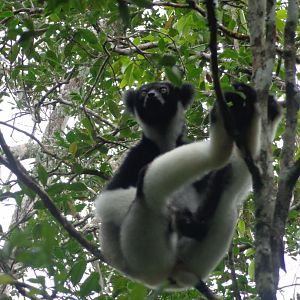 Indri at Andisibe 2