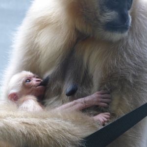 4 day old male Northern White-Cheeked Gibbon