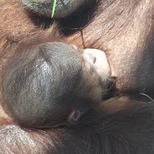 3 Week Old baby Orangutan
