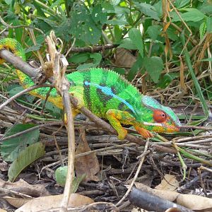 Panther Chameleon
