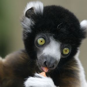 Juvenile crowned sifaka 'Yousstwo'
