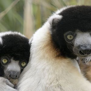 Crowned sifakas 'Yousstwo' and 'Tahina'