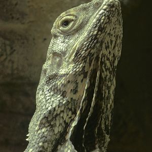 Frilled lizard