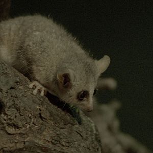 Grey mouse lemur