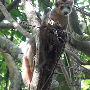 Juvenile Crowned Lemur