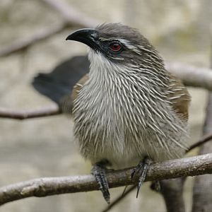 White-browed coucal