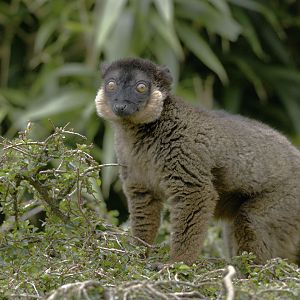 Collared lemur