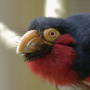 Bearded barbet