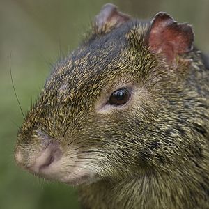 Azara's agouti
