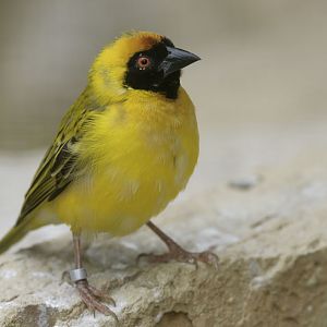 Southern masked weaver