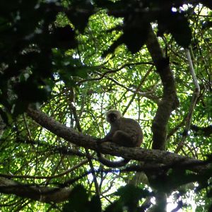 Sanford's Brown Lemur